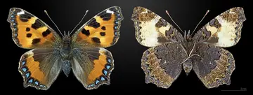 Small tortoiseshell