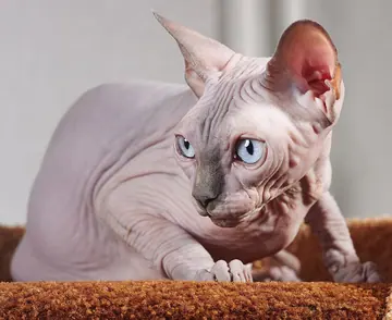 Sphynx cat