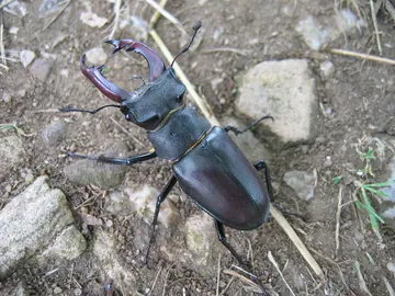 Stag Beetle