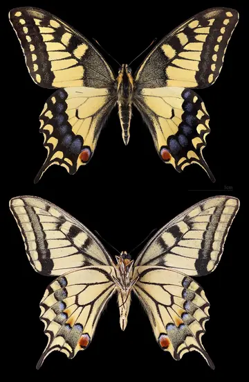 Swallowtail