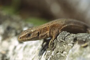 Viviparous lizard