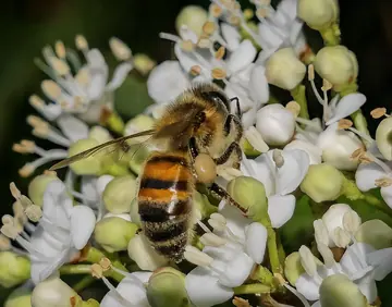 Western honey bee