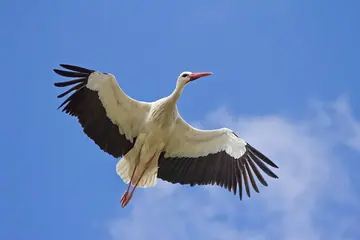 White stork