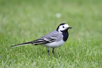 White wagtail