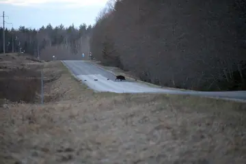 Wild boar
